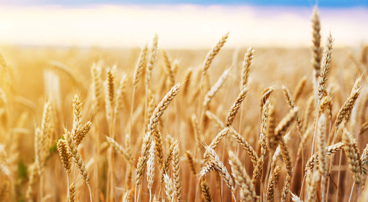 Wheat field